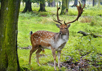 Daňčí obora